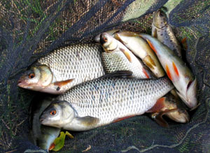 Roach, Perch and Trout